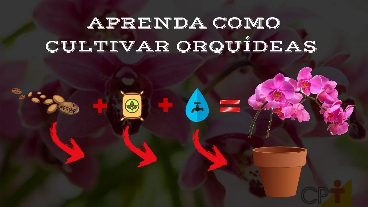 COMO CUIDAR ORQUIDEAS, COMO CUIDAR DAS ORQUIDEAS