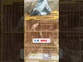 Download Lagu kenari gacor tembakan nya enak banget #birds #shortvideo #kenari #shorts #kicaumania #short