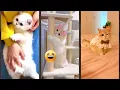 Download Lagu Funny Cats 2025 😾 kitten meowing crying 😼 #funanimals Ep 9518
