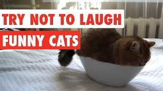 try not to laugh funny cat video compilation 2017