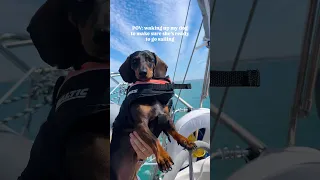 This dog was born for sailing ⛵️ #sailing #dog #sailinglife