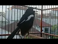 Download Lagu KICAU Suara kacer ngeplong pagi hari, pancingan buat kacer bahan agar lekas bunyi cepat nyaut gacor!