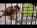 Download Lagu Suara Burung Gereja Tarung Gacor Nyerecet Roll Panjang Bikin Lawan Emosi Ikut Nembak | Kicau Tembak