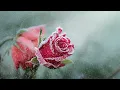 Sherine - Kidah Ya Albi (Egyptian Arabic) Lyrics + Translation -  شيرين - كده يا قلبي