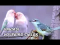 Lagu CIBLEK VS LOVEBIRD 1 JAM