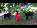Lagu Rambro and Dodge fight over the punching bag