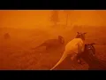 Firestorm