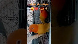 تغريد طائر الفيشر لتحفيز طيور الفيشر على التزاوج 