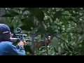 Download Lagu BERBURU AYAM HUTAN MERAH SUPER JINAK