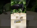 Download Lagu Inilah mengapa burung gagak lebih pintar dari yang kita duga 😨