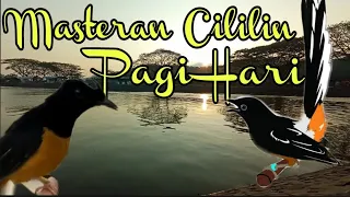 Download CILILIN GACOR !!! KRISTAL DI PAGI HARI MP3