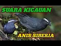 Lagu MASTERAN BURUNG ANIS SIBERIA #burunggacor #burungkicau