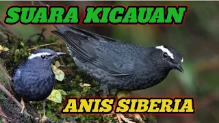 Download MASTERAN BURUNG ANIS SIBERIA #burunggacor #burungkicau MP3