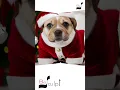 Embrace the Pawfect Holiday Spirit