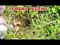 Download Lagu PASTI PUAS..!! SELAIN DAPAT BANYAK UKURAN BELUT DIRAWA SANGAT BESAR BESAR