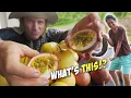Download Lagu Found \u0026 Harvested Filipino Potatoes (MASSIVE Cassava) \u0026 New Fruits - Philippines Home Farming
