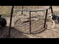 Standard Hog Trap Designs - Which One Is Better