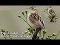 Download Lagu Suara Pikat Dan Pancingan Burung Cici Padi. Sang MANTAP
