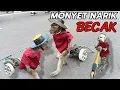 Download Lagu FUNNY MONKEY, TOPENG MONYET LUCU SAAT CFD UDAYANA PART 32