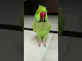 Tahabo