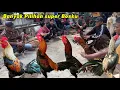 Download Lagu Pasar G4wok minggu pon Gayeng boskuh meskipun hujan tetap banyak yang hadir full Bagusan