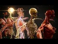 Inside Us Live Human Anatomy Organ Systems