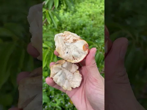 Harvest and enjoy red custard apples - For fruit lovers