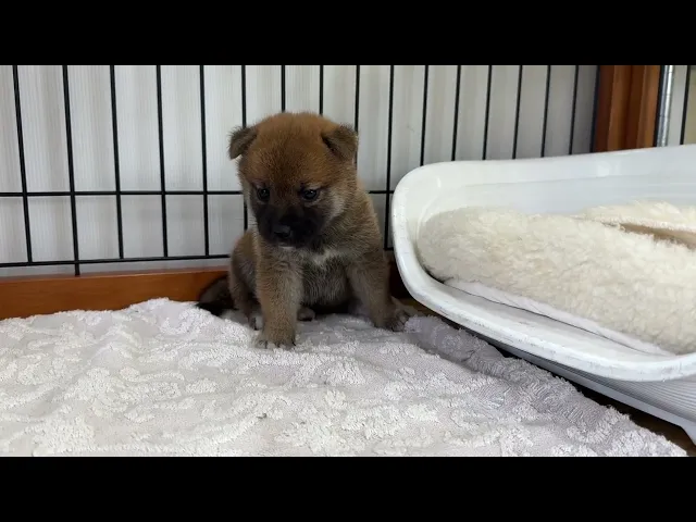 動画