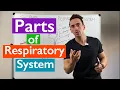 Parts of the Respiratory System Overview