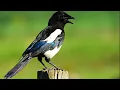 Download Lagu Mengatasi Burung Murai, Memburu dan Mengusir Burung Pengganggu Ini