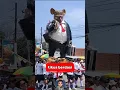 Download Lagu tikus berdasi 🔥🔥🔥