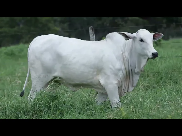 Novilha Nelore NBEM - 458