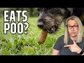 Why Does My Dog Eat Poop 5 Ways to Stop It for Good