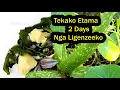 Download Lagu Tekako Etama Lye Mana Eddagala Lilino Lyanguya