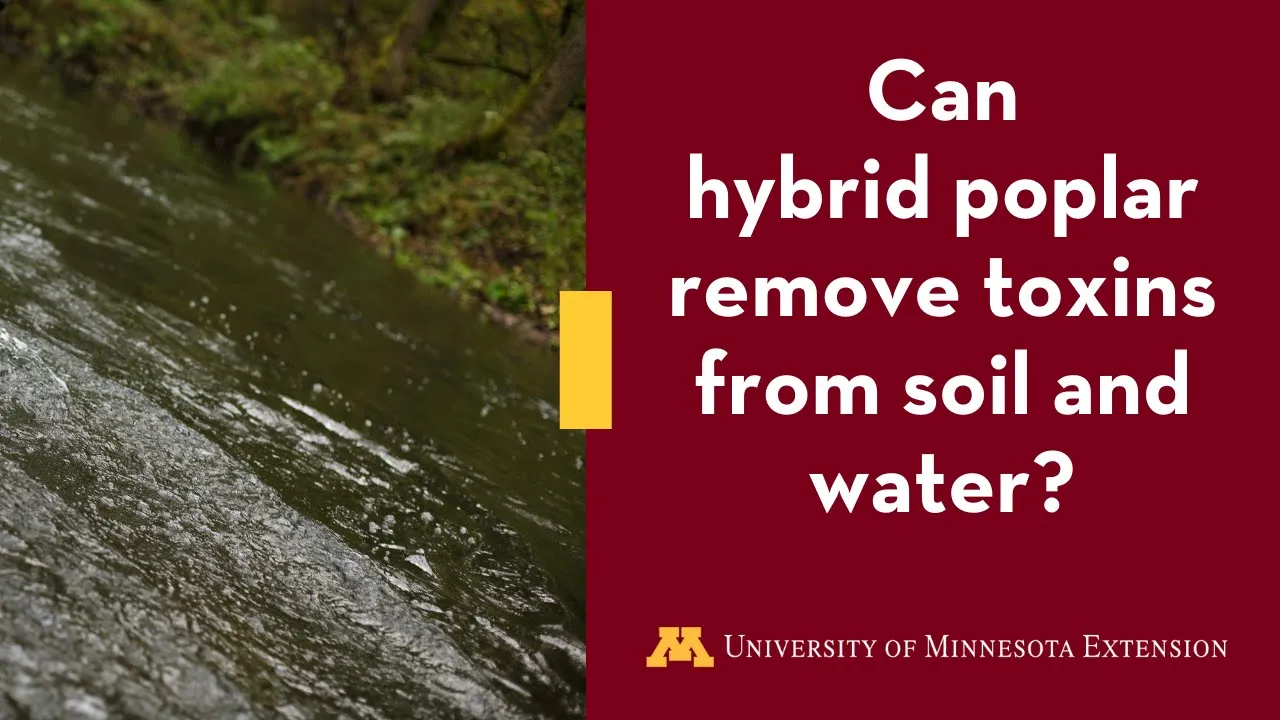 Using Hybrid Poplar for Phytoremediation