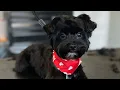 Puppy Yorkipoo Dog Grooming