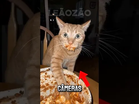 Quando As Câmeras Capturaram Animais Roubando Comida. #animal #curiosidades #bichos