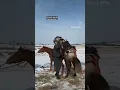 Horse breeding