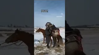 Horse breeding