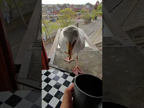 Descubrí A Mi Mascota Gaviota Poniendo Un Huevo