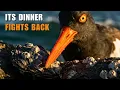 The Bird That Hunts Oysters And Pays the Ultimate Price The American Oystercatcher