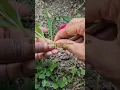 Download Lagu Take stem cuttings of Sweet William and watch what happens to them — #gardening #gardeningtips
