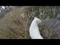 Nature hike w/ the pup [Music: Vincent Neil Emerson - Bad side of luck]