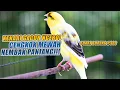 Download Lagu SUARA BURUNG |300| Kenari GACOR PANJANG INI Cocok untuk Masteran KENARI PAUD dan Kenari Macet BUNYI