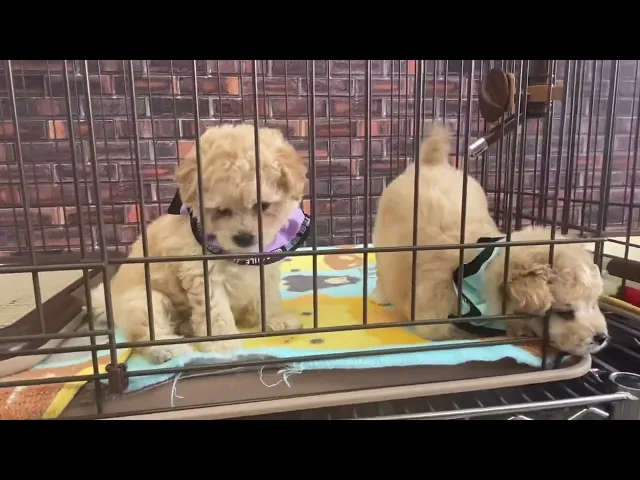 動画