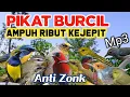 Download Lagu MP3 Pikat Burcil Ampuh Suara Kejepit, Sudah Terbukti Ampuh Burung Langsung Ngumpul