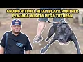 ANJING PITBULL HITAM ALL BLACK PENJAGA WISATA ALAM PINUS MEGA TUTUPAN ‼️
