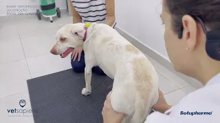 Exame ortopédico completo da locomoção em cães