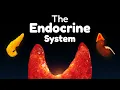 The Entire Endocrine System in 45 minutes