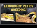 LEARN ABOUT RETICULATED PYTHON BREEDING - 10 FOOT SNAKES 1ST DATE